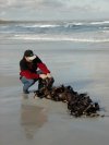 Klaus on beach with kelp