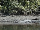 Crocodile at Daintree River